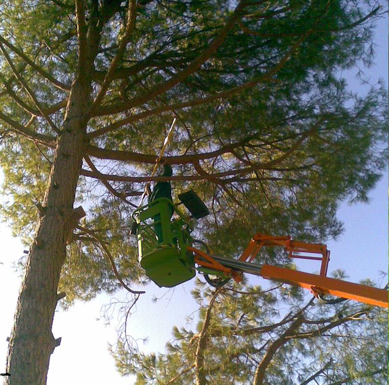 Poda y tala de árboles en Tarragona