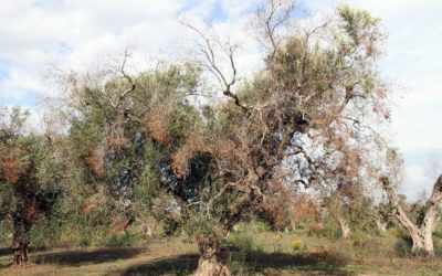 Principales enfermedades de los árboles mediterráneos