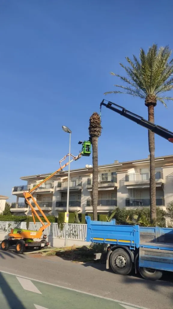 poda de plameras en altura Tarragona Salou Reus