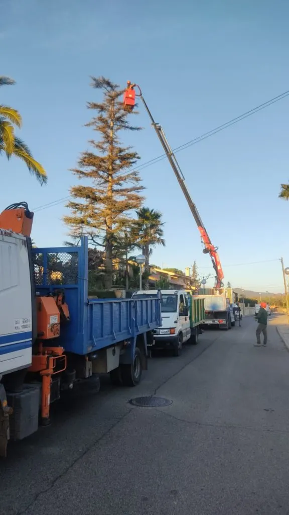poda en altura tarragona salou reus podar arboles